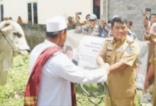 Bantuan sapi kurban Presiden RI
