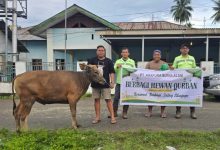 Sambut Idul Adha, PT ASA Berikan 15 Ekor Sapi untuk Desa Lingkar Tambang